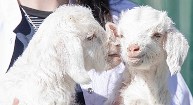 Doğal yaşam parkında yavru heyecanı