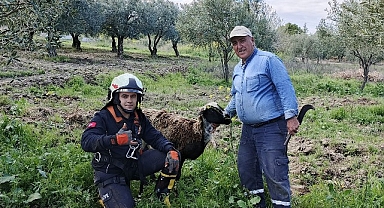 Kuyuya düşen koyunu itfaiye kurtardı