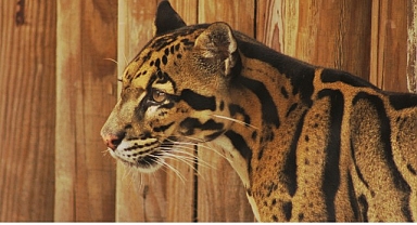 2 Bölümden Oluşan ‘Tampa’nın Sırları Özel’, 19 ve 26 Mayıs Pazartesi Günleri 20.00’de National Geographic WILD Ekranlarında!