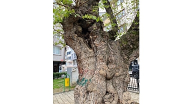 Asırlık ağacın yaraları sarıldı