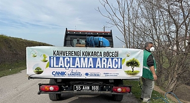 Canik’te Kokarca Böceğine Karşı Mücadelede Atak