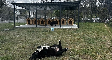 Digiturk’ten Ayazağa’daki Sokak Hayvanları İçin Güvenli Bir Yuva