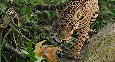 Jaguar: Guyana’nın Orman Ustası’, 3 Mayıs Cumartesi Günü 20.00’de National Geographic WILD Ekranlarında!