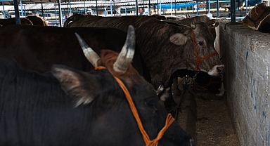 Nilüfer Kurban Bayramı’na hazır