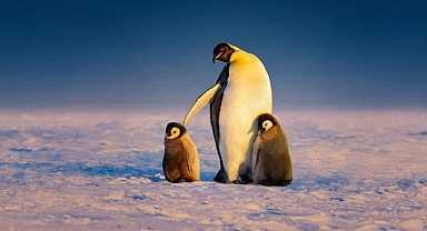 ‘Penguenlerin Gizemli Dünyası’ Art Arda 3 Bölümüyle 22 Nisan Salı Günü 20.00’de National Geographic WILD Ekranlarına Geliyor