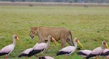 ‘Yırtıcıların Geri Dönüşü’ 27 Nisan Pazar Günü 20.00’de National Geographic WILD Ekranlarında!