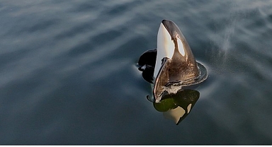 2 Bölümden Oluşan ‘Orkaların Gizemli Yaşamı’, 8 ve 15 Haziran Pazar Günleri 20.00’de National Geographic WILD Ekranlarında İzleyicilerle Buluşuyor!