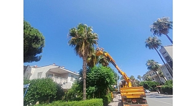Kemer’de yeşil alanlarda bakım çalışmaları