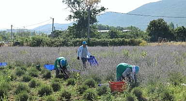 Nilüfer’de lavanta hasadı başladı