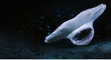 3 Bölümden Oluşan Seri ‘Köpekbalığı Saldırınca Özel’, 6 Temmuz Pazar 21.00’de National Geographic WILD Ekranlarında Başlıyor!