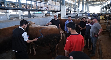 Hayvan Pazarları İkinci Bir Emre Kadar Kapatıldı