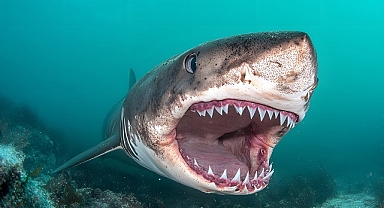 ‘Kusursuz Yırtıcı’, 20 Temmuz Pazar 20.00’de National Geographic WILD Ekranlarında!