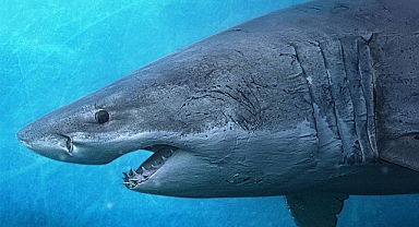 ‘Kuzey’in Köpekbalıkları’ 6 Temmuz Pazar 20.00’de National Geographic WILD Ekranlarında!