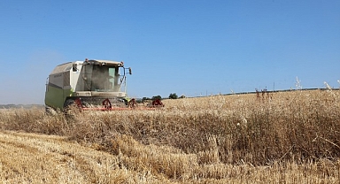 Nilüfer’de buğday hasadı başladı