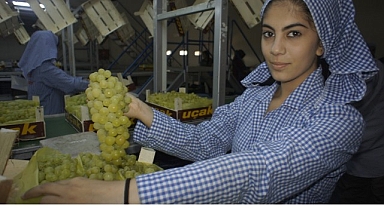 Superior Seedless çeşidi sofralık üzümün ihracat yolculuğu 16 Temmuz’da başladı