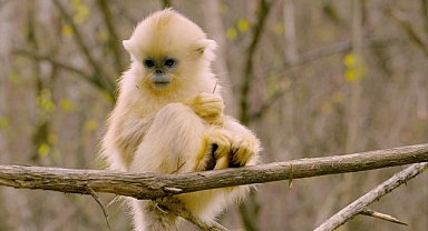 ‘Primatlar Dünyası’, 28 Eylül Pazar 21.00’de National Geographic WILD Ekranlarında!