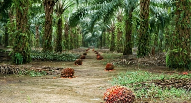 Sürdürülebilir Palm Yağı “Az Alanda Çok Üretim” Yaklaşımıyla Çevreci Bir Çözüm Sunuyor